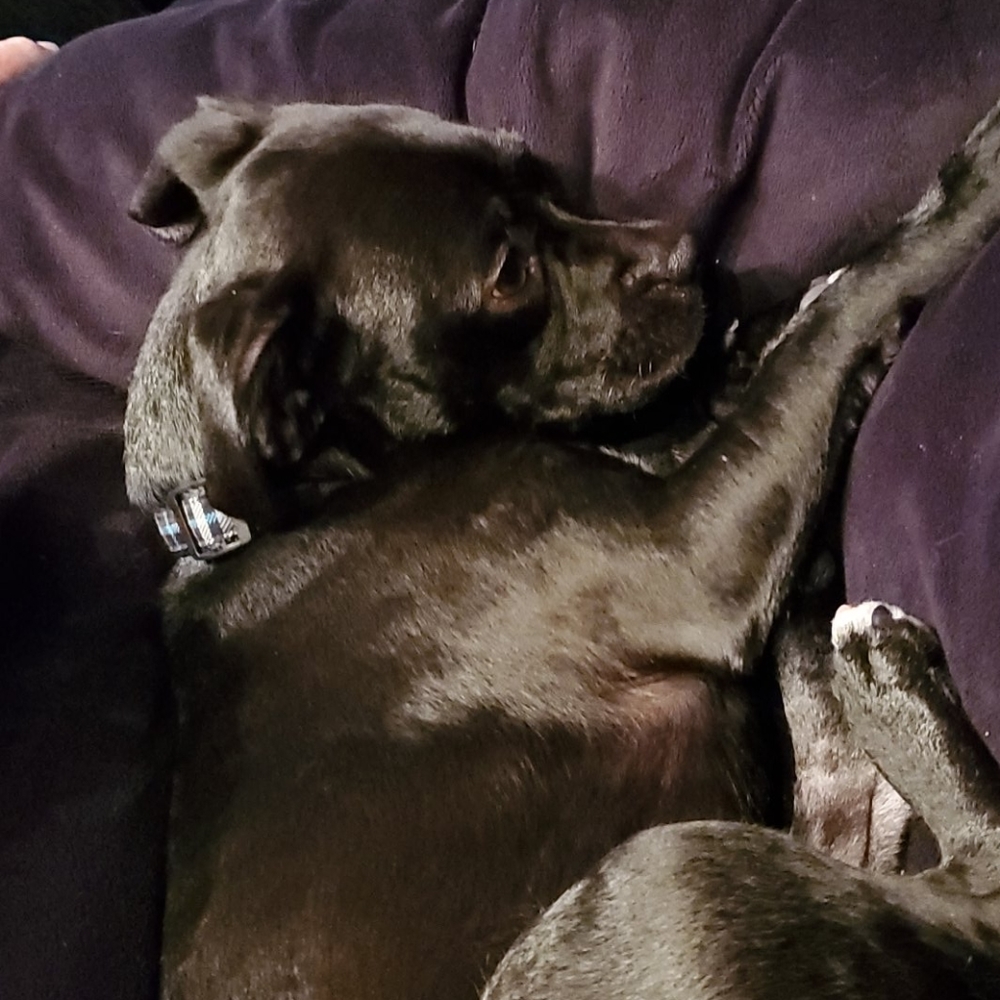 My Fur Baby 😍